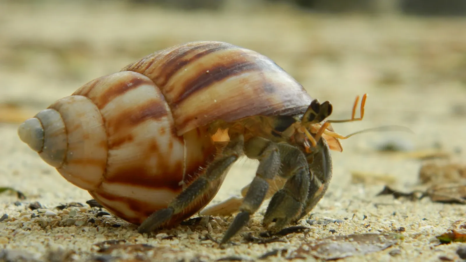 Kubernetes: node-shell